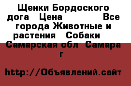 Щенки Бордоского дога › Цена ­ 60 000 - Все города Животные и растения » Собаки   . Самарская обл.,Самара г.
